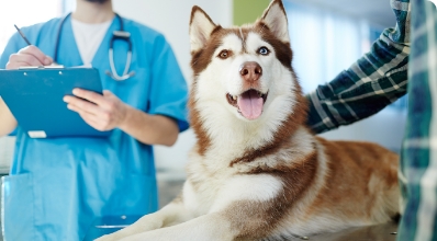 veterinaria-reyes-comercios-cuik