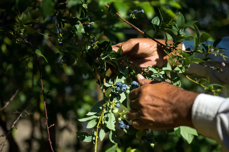 Daily News 20 de enero 2025 Internacionales donald trump cafe Daily News 20 de enero 2025 Internacionales donald trump cafe