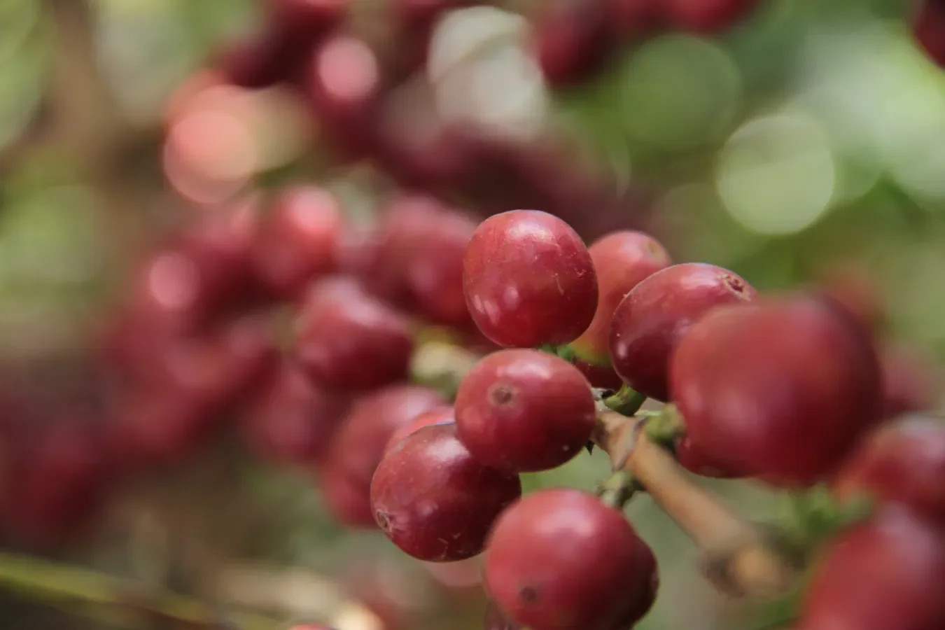 Cafe-en-grano Las exportaciones de café guatemalteco se situaron en 4.08 millones de sacos en la cosecha 2023-2024