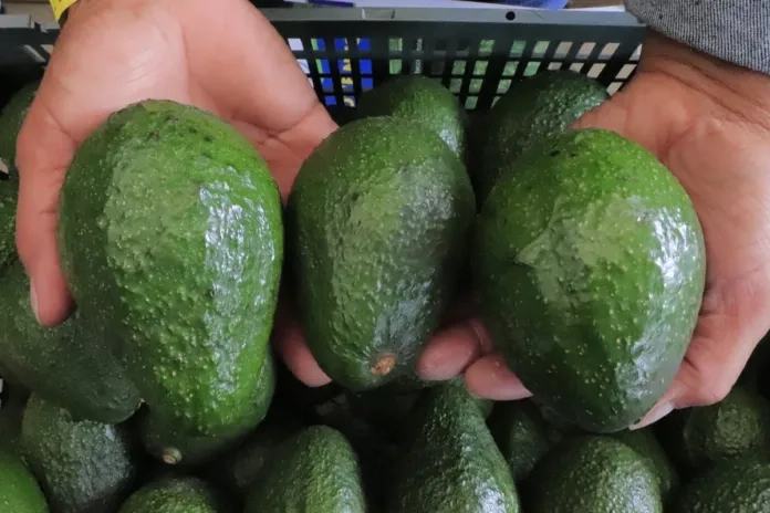 Aguacates Hass llegarán a EE.UU., pero deben completar todas las fases de admisibilidad
