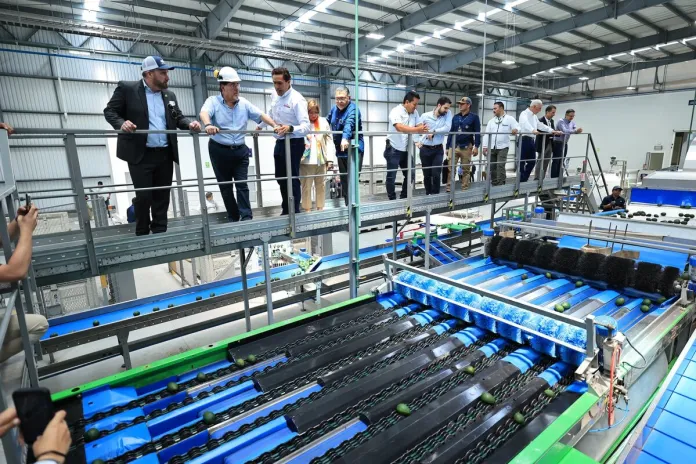 Guatemala-avanza-para-exportar-aguacate-hacia-EE.UU_.-inaugurando-una-empacadora-del-producto-en-el-pais Guatemala-avanza-para-exportar-aguacate-hacia-EE.UU_.-inaugurando-una-empacadora-del-producto-en-el-pais