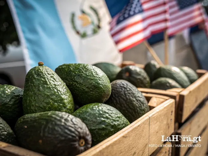 Aguacates-Hass-estan-cerca-de-recibir-aprobacion-final-para-ser-exportados-segun-se-anuncio-en-EEUU Aguacates-Hass-estan-cerca-de-recibir-aprobacion-final-para-ser-exportados-segun-se-anuncio-en-EEUU