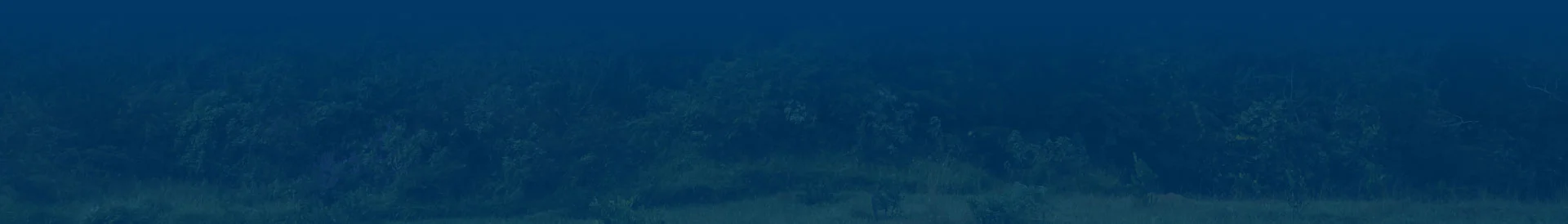 BASE-BI-FUTURO-NEGOCIOS BASE-BI-FUTURO-NEGOCIOS