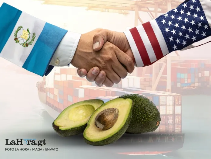 Delegacion-de-EEUU-viene-a-Gt-a-auditar-fincas-de-aguacate-el-ultimo-paso-para-la-exportacion.jpeg Delegacion-de-EEUU-viene-a-Gt-a-auditar-fincas-de-aguacate-el-ultimo-paso-para-la-exportacion