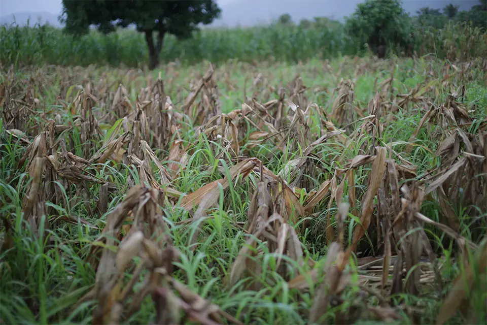 Estos son los catorce cultivos que están en riesgo por posible exceso de lluvias en 141 municipios