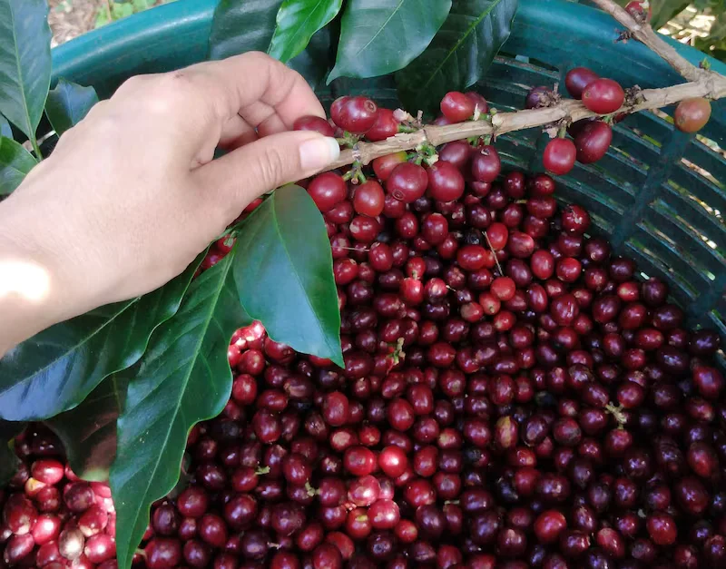 Precios del café caen a su nivel más bajo en siete meses por mejora del clima en Brasil