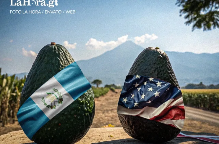 Hay fecha para exportacion Guatemala se prepara para incorporar al aguacate hacia Estados Unidos