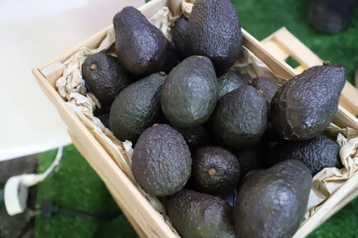 Rumbo-a-la-exportacion-hacia-EE-UU-el-aguacate-como-proyecto-de-pais