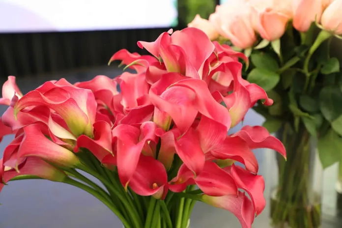 Industria-de-plantas-crece-y-atrae-compradores-internacionales-que-vendran-al-pais-este-mes Industria de plantas crece y atrae compradores internacionales que vendrán al país este mes