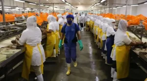 trabajadores-en-empresa-de-vegetales Daily News