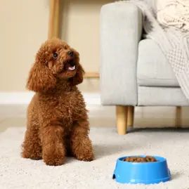 Accesorios para mascotas que debes tener en 2026