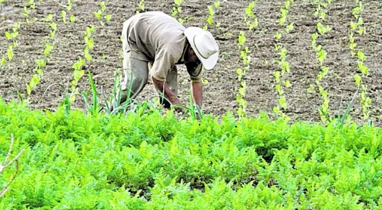 DN arevalo analiza DN arevalo analiza