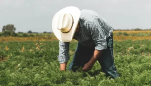 Diciembre-fue-el-mes-con-mayor-cantidad-de-remesas-en-2025-y-marca-nuevo-record