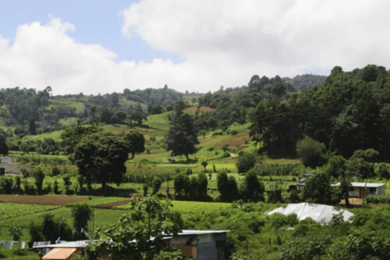Pagos de bono de carbono