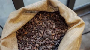El cacao cae a su nivel más bajo en tres años por la debilidad de la demanda