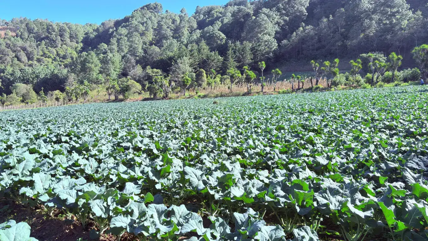 Productores-minis Productores-minis