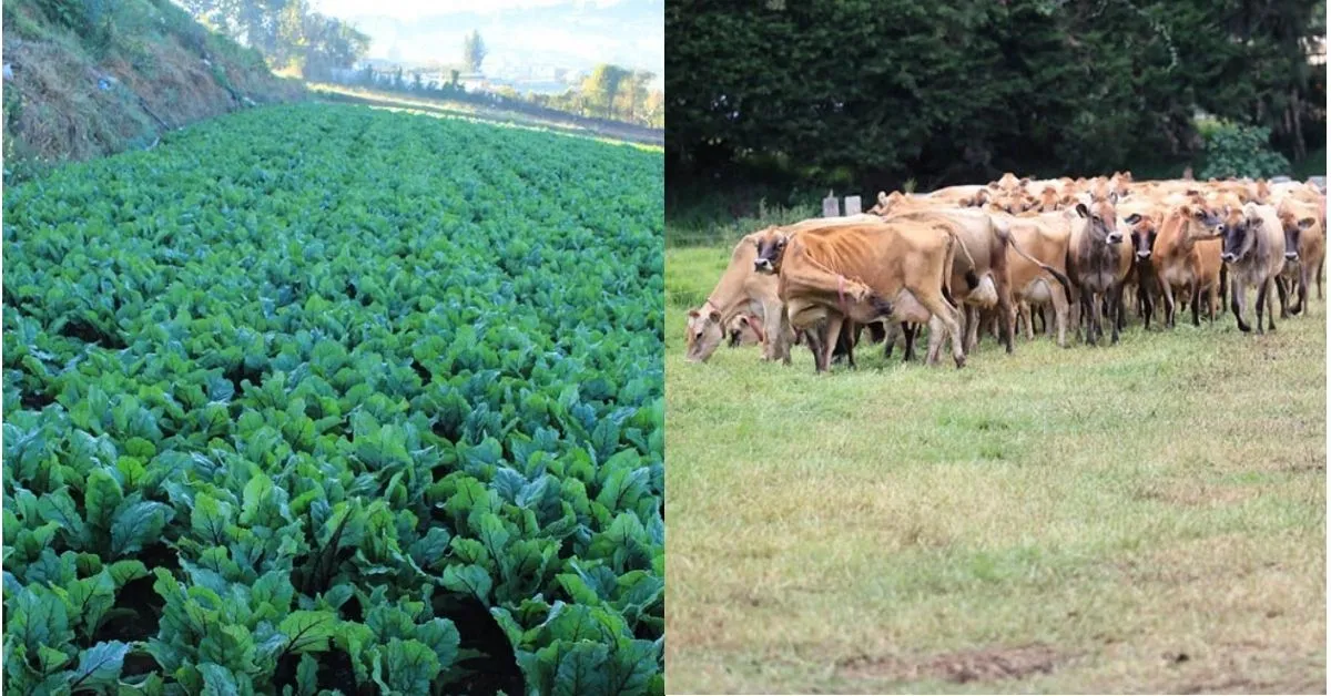 DN frente frio DN frente frio