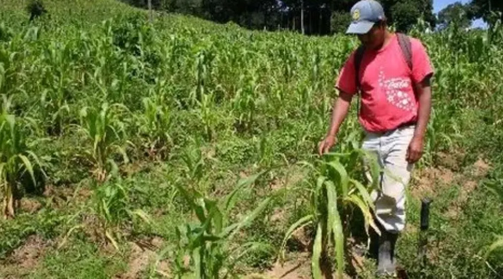 agricultura-persona-sembrando-HPL agricultura-persona-sembrando