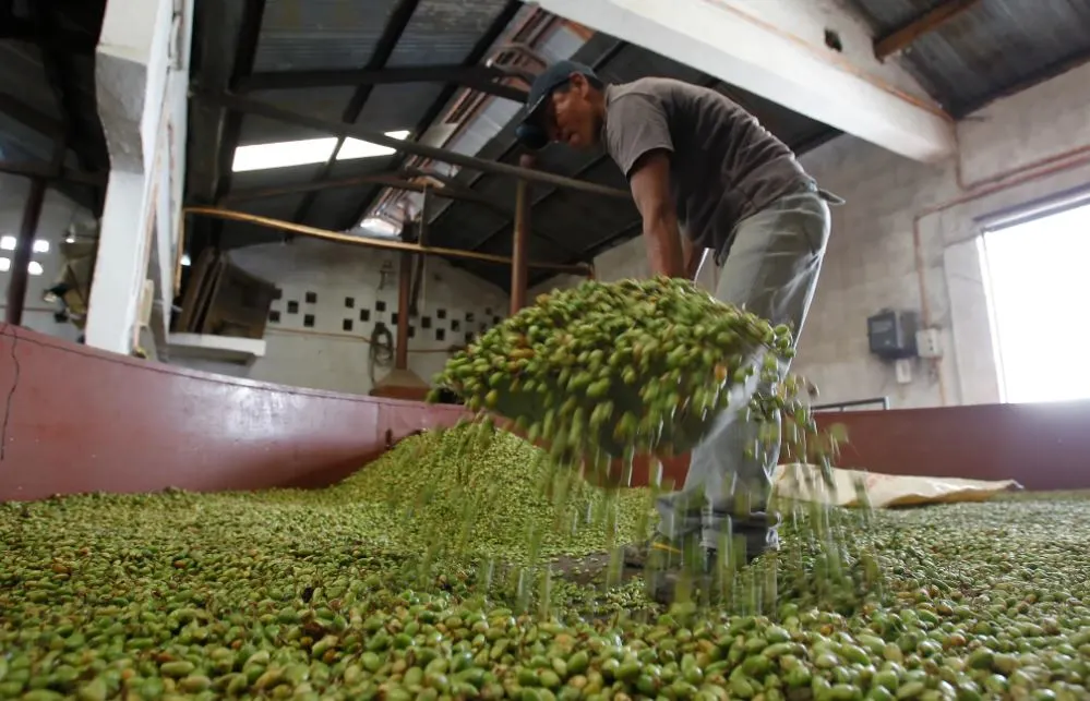 cardamomo-foto-del-producto-en-sus-diferentes-procesos-HPL Persona procesando cardamomo