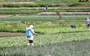 Destacada nacional 08-04-26 Daily N