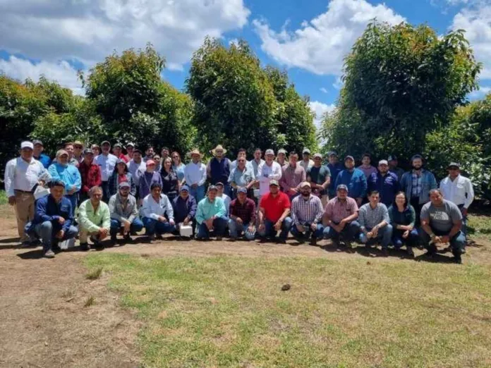 sector aguacatero proyecta mayor crecimiento sector aguacatero proyecta mayor crecimiento