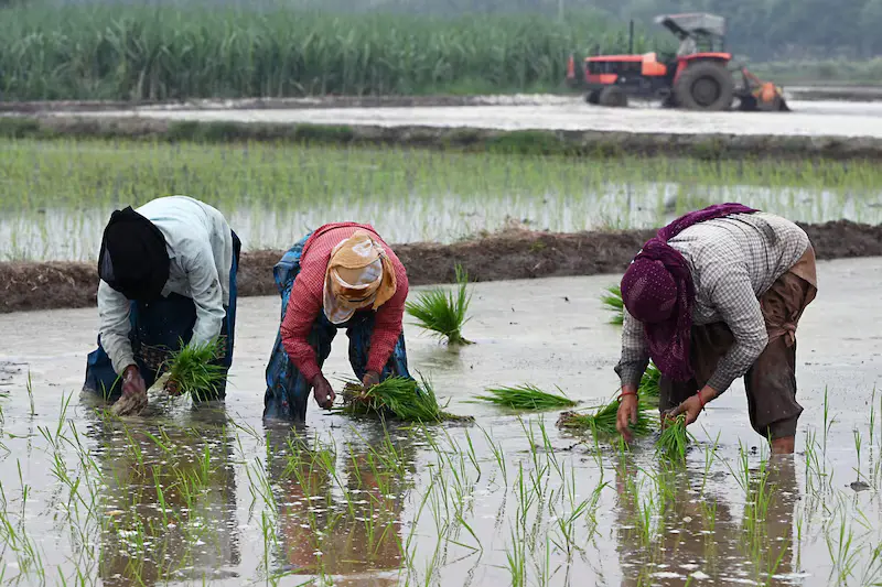 daily news - producción de arroz daily news - producción de arroz