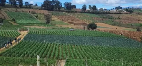 Campo de agricultura