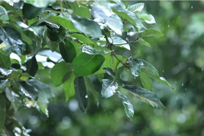 Archivo-de-plantaciones-por-temporada-de-lluvia- Archivo-de-plantaciones-por-temporada-de-lluvia-