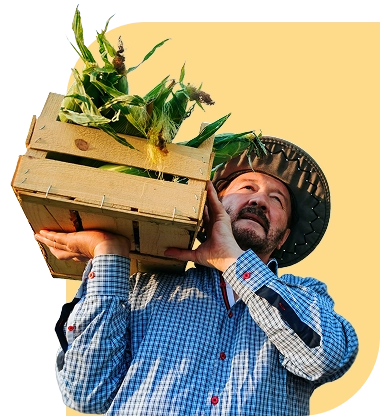 CrédSeñor agricultor recogiendo cosecha de maizito Agricola Señor agricultor recogiendo cosecha de maiz