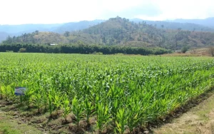 cultivos guatemala