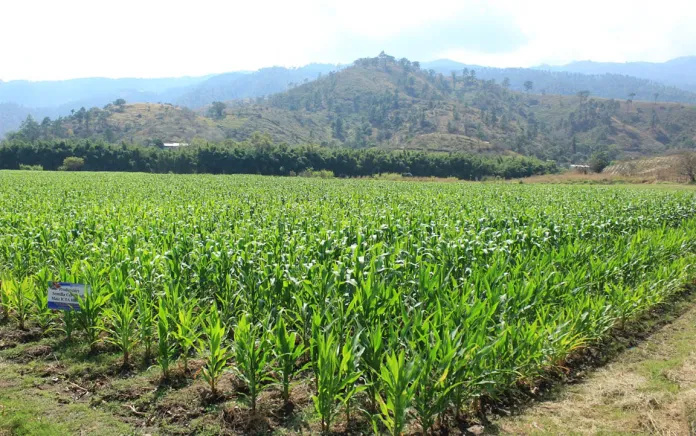 cultivos guatemala