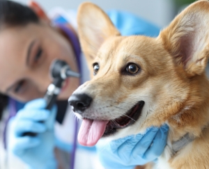 veterinaria-promociones-cuik