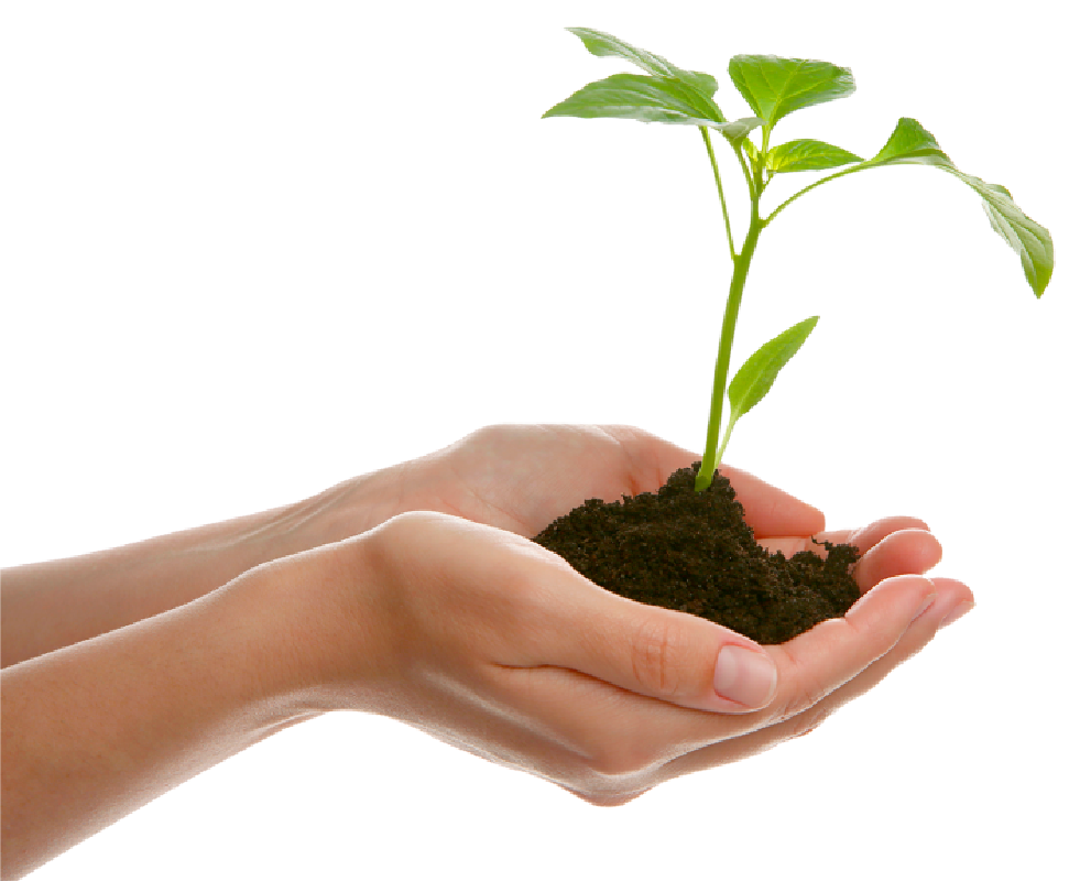 ambiental_planta_en_mano