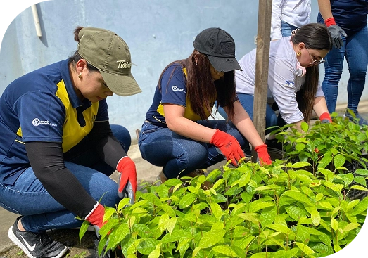 somos-voluntarios-siembra-descripcion somos-voluntarios-siembra-descripcion